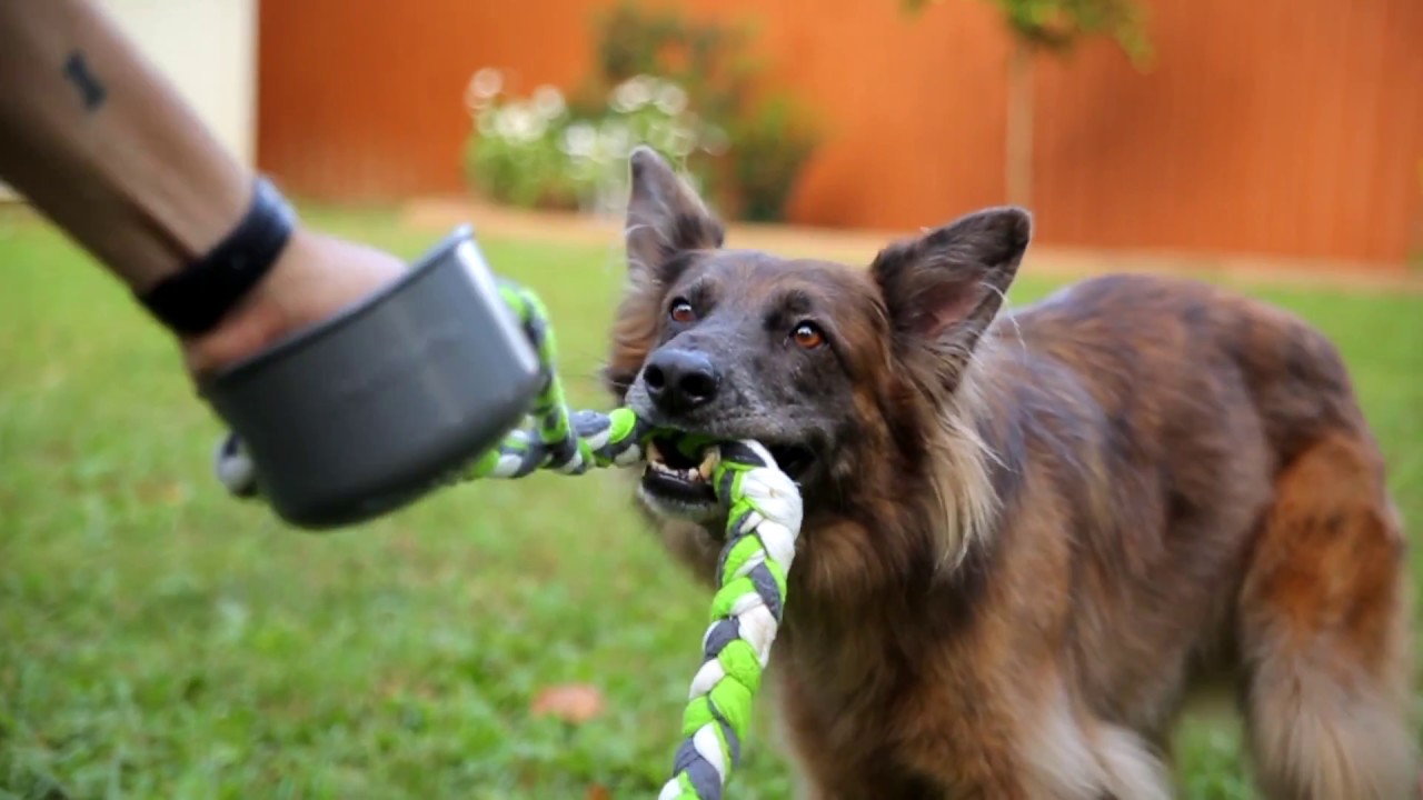 PetSafe Tug Toys