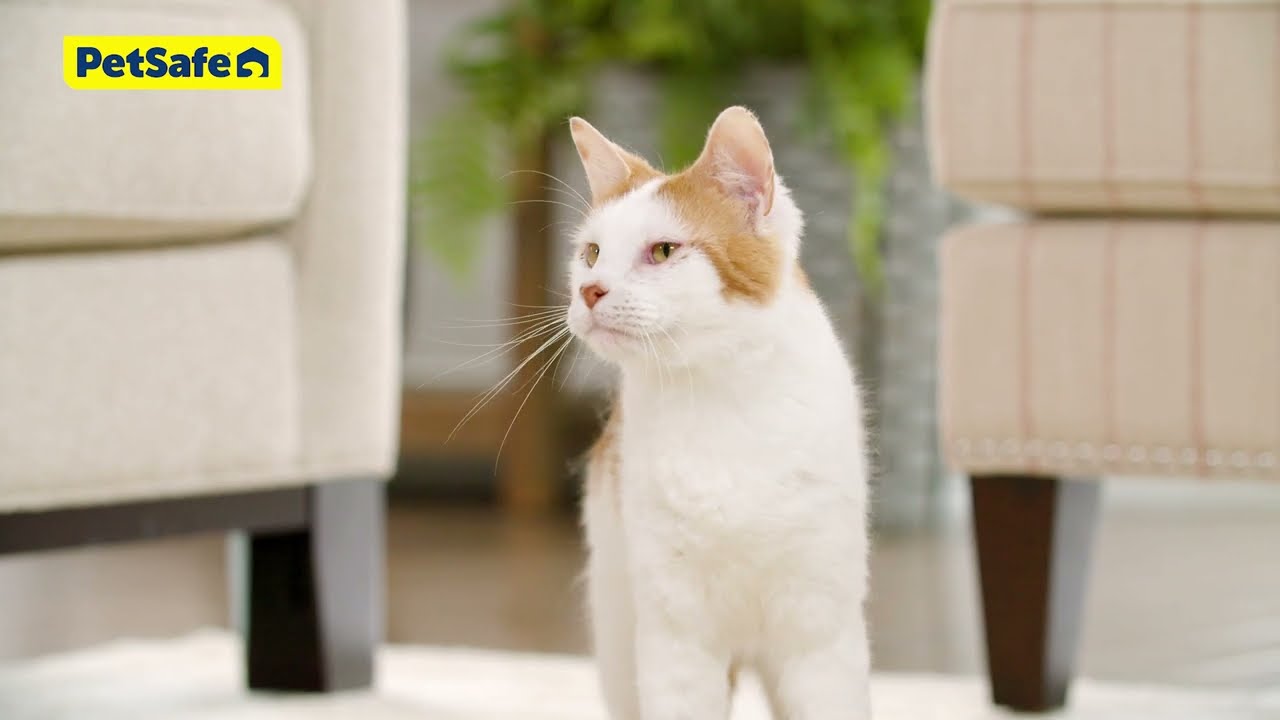 Features and Benefits of the ScoopFree® Clumping Litter Box