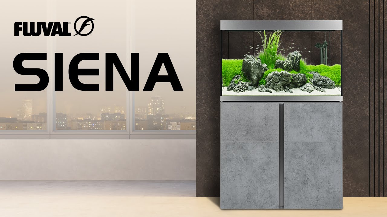 SIENA AQUARIUMS | Living Art at its Finest