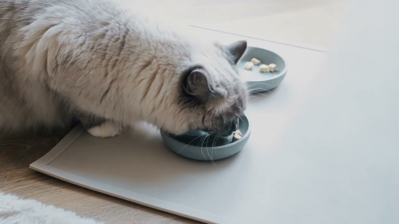 Stylish Dinner Set for Cats | District 70