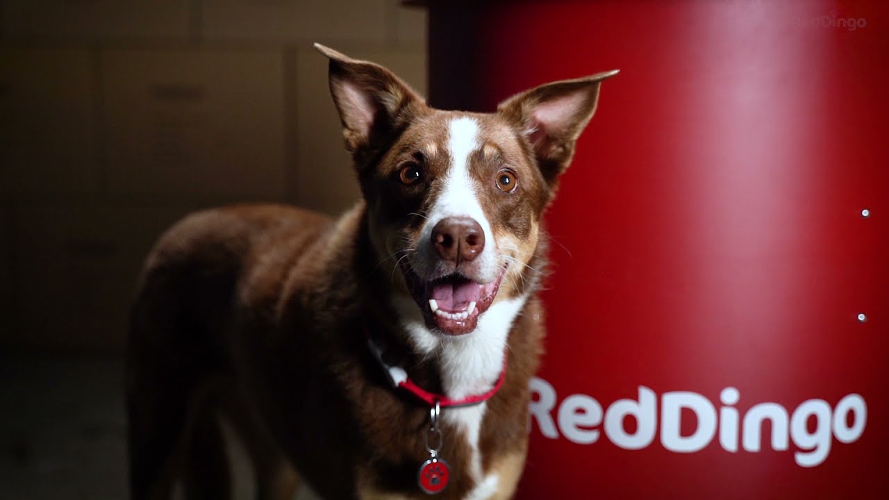 Red Dingo DURABLES - Giant blender vs. TOUGH Dog Toys