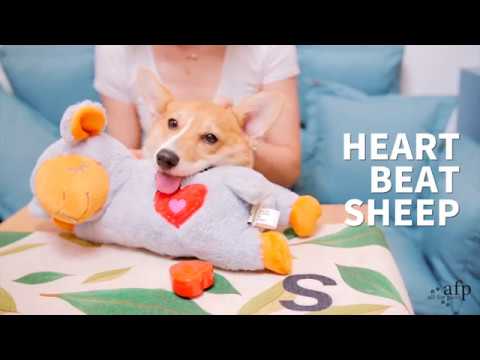 All For Paws - Pups Heart Beat Sheep