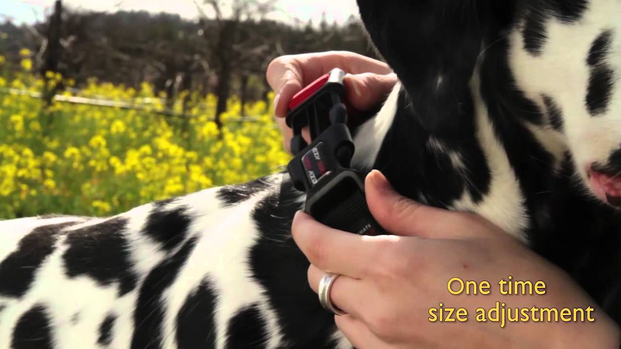 EzyDog CHECKMATE Dog Training Collar