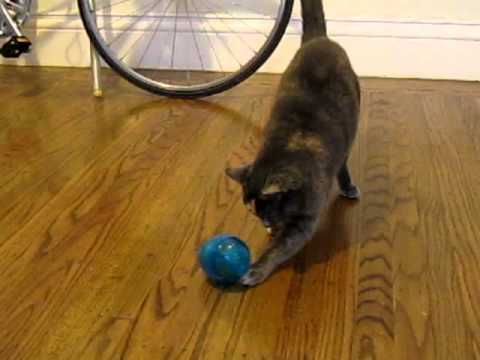 Biggie vs Funkitty Egg-Cersizer.MOV