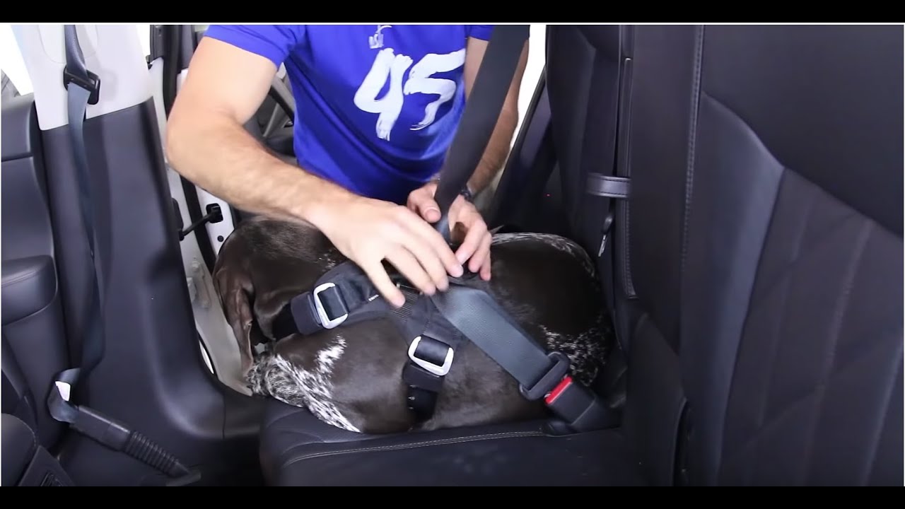 How to Fit a Dog Car Harness - EzyDog Drive Harness Setup Instructions