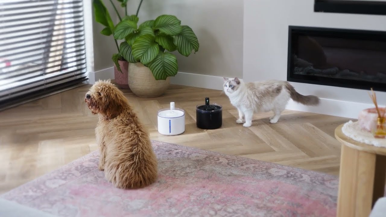 Wireless Pet Fountain FLOW | District 70