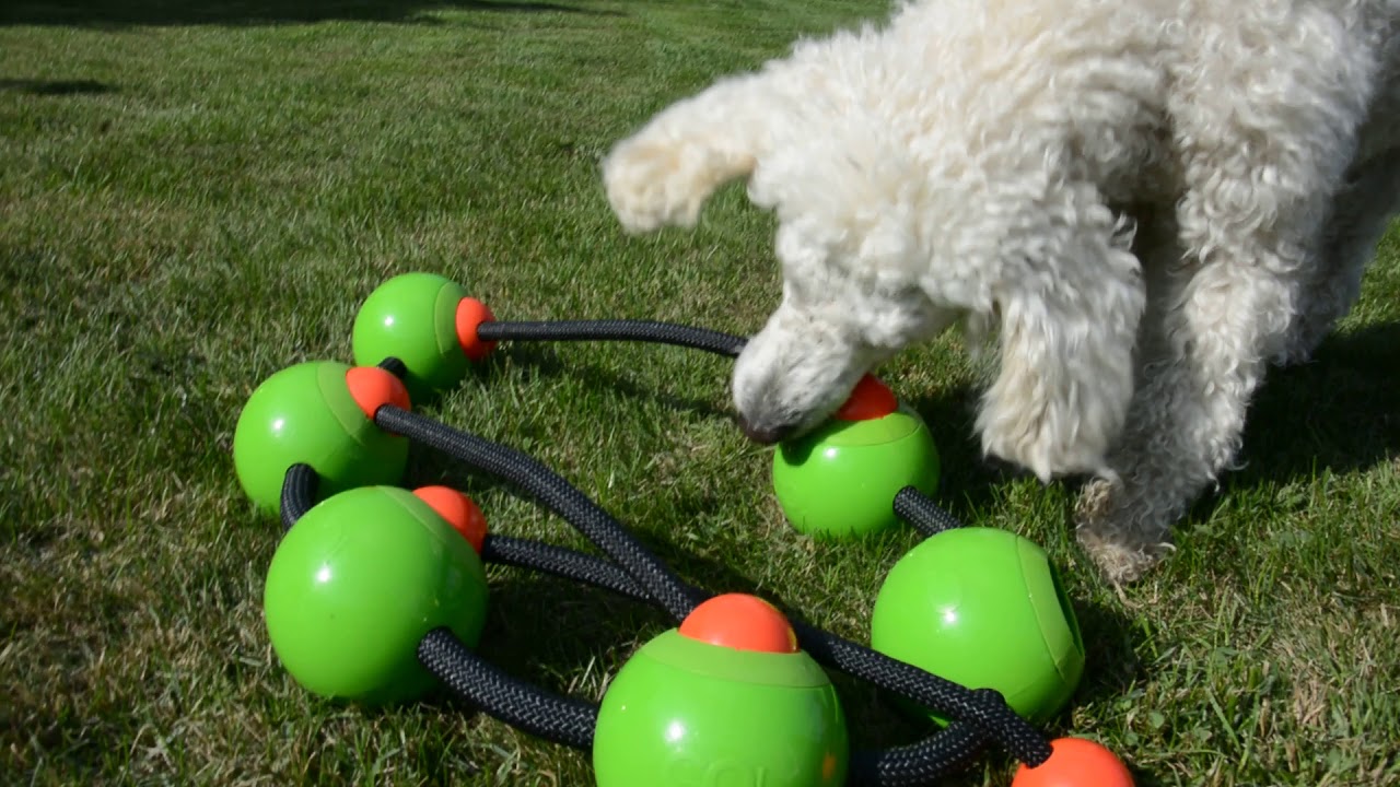 DOGO product testing complete video - with Fiona