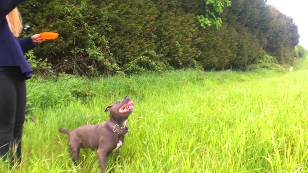 Bubble Dog - Reinvent Play Time!