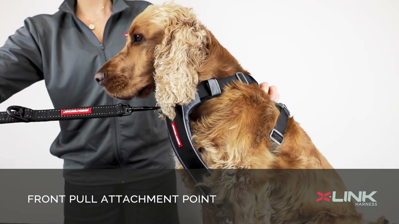 How to Fit a Front Pull Dog Harness - EzyDog X-Link Harness