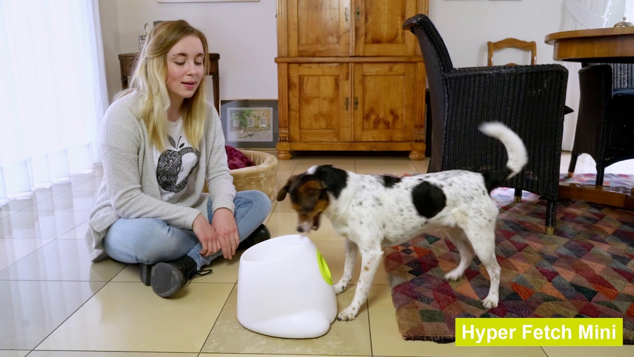 se boldkaster til hund video