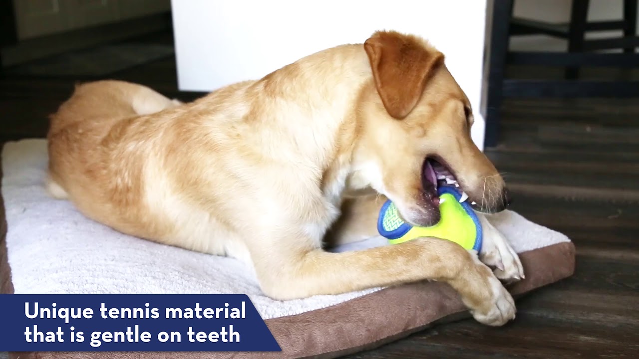 KONG Impact - Dog Toy