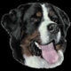 BERNER SENNENHUND 14x16CM 2 stk. WORLDSTICKERS