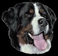 BERNER SENNENHUND 14x16CM 2 stk. WORLDSTICKERS