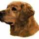 GOLDEN RETRIEVER GULD 14x16CM 2 stk. WORLDSTICKERS