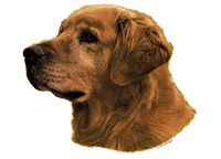 GOLDEN RETRIEVER GULD 14x16CM 2 stk. WORLDSTICKERS