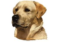 LABRADOR GUL 14x16CM 2 stk. WORLDSTICKERS