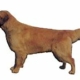 GOLDEN RETRIEVER HELKROP 14x16CM 2 stk. WORLDSTICKERS