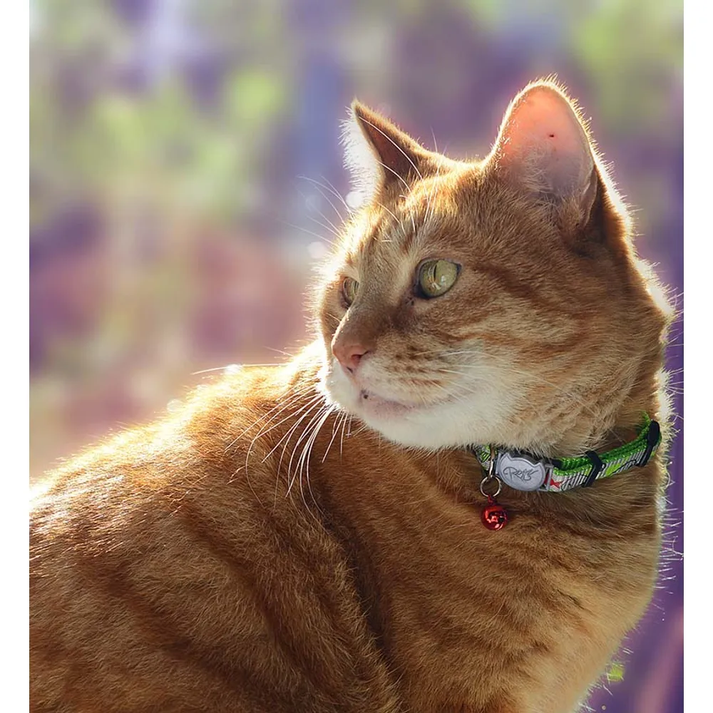 Rogz reflectocat halsbånd Small limegrøn