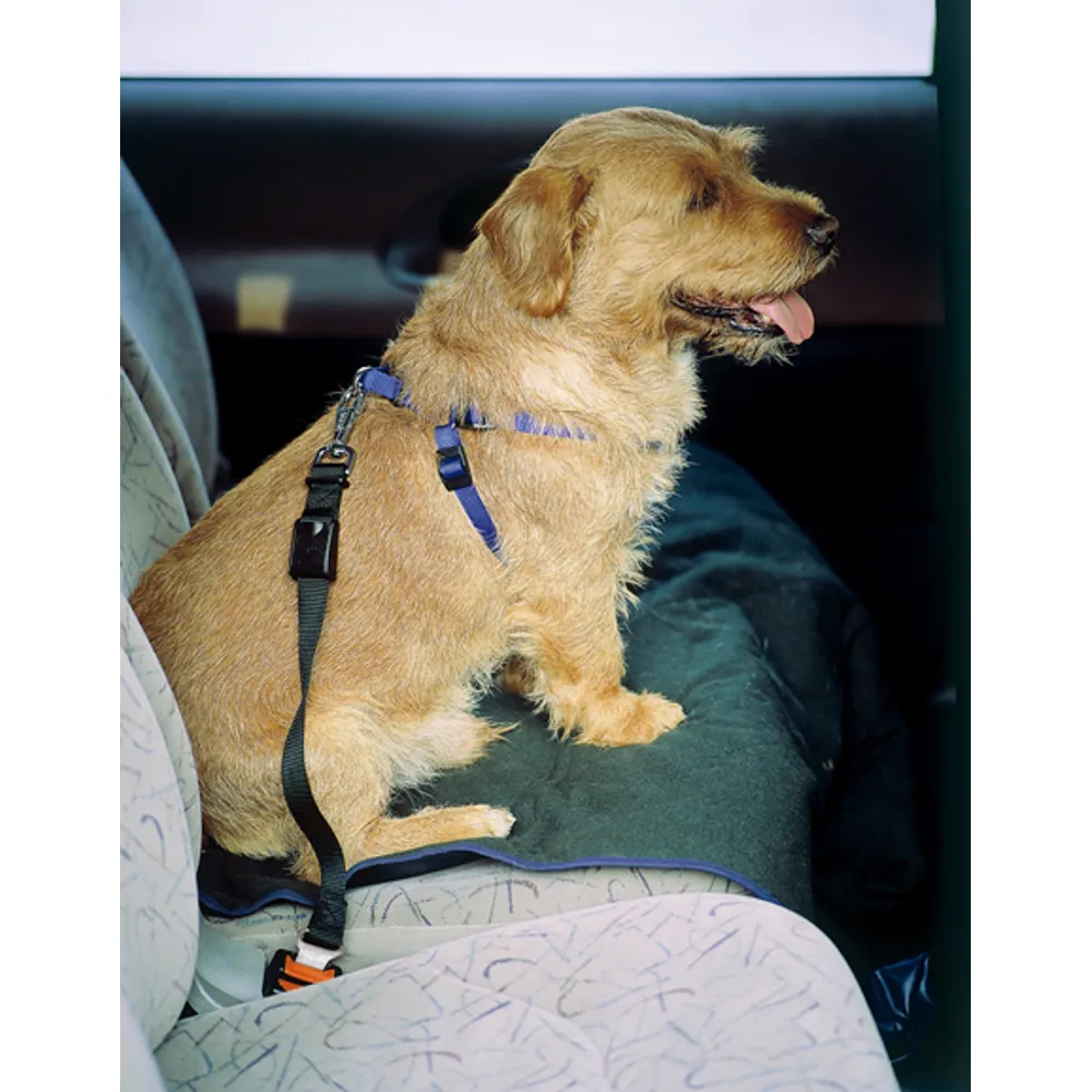 Ferplast sikkerheds bælte til bil.