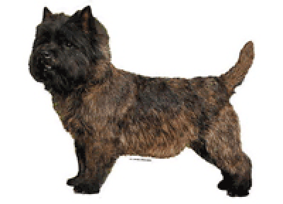 Worldstickers Cairnterrier helkrop 14x16 cm, 2 stk.