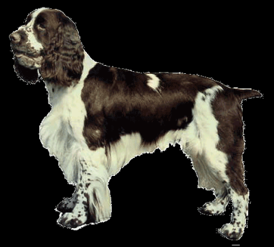 Worldstickers Engelsk springerspaniel 14x16 cm, 2 stk.