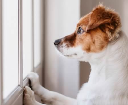 Hund alene hjemme
