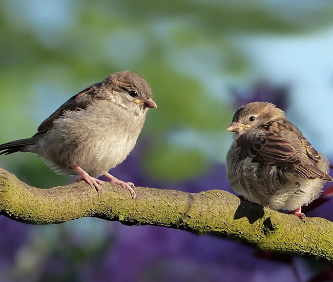 Bonde mere og mere strop Hvordan fodrer du fuglene i haven - Fodring af danske fugle