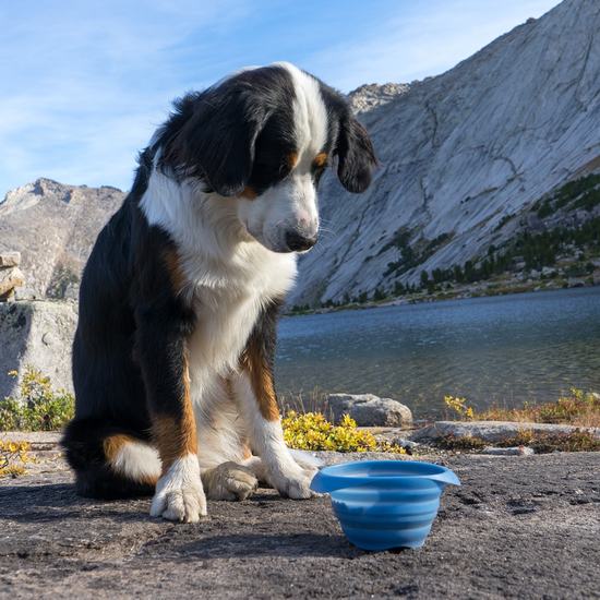 Kurgo fold ud skål 700 ml.
