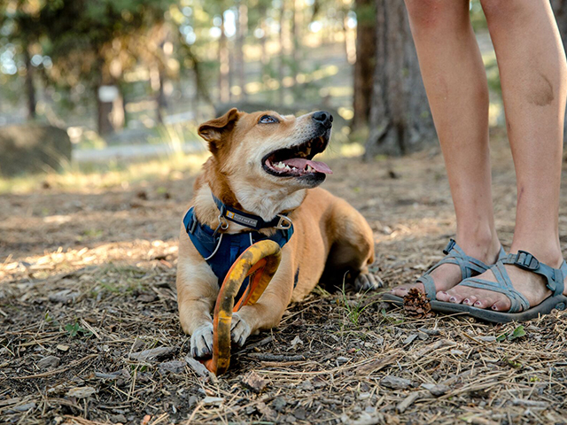 Ruffwear front range sele blue moon XXS - Billede 5