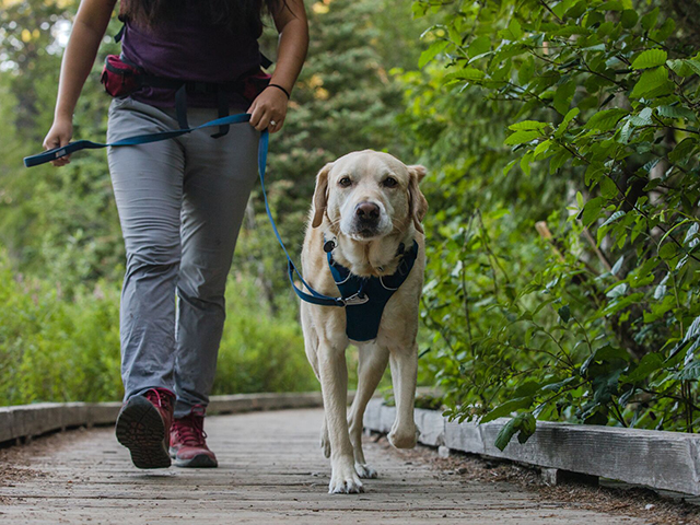 Ruffwear front range sele blue moon XXS - Billede 9
