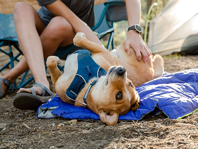 Ruffwear front range sele blue moon XXS - Billede 4