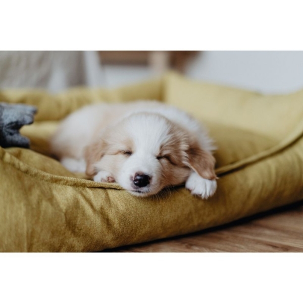 Hunter hundeseng Eiby i gul. - Billede 4
