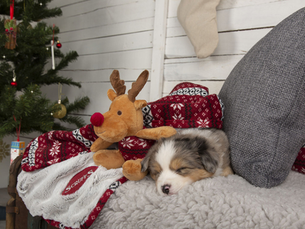 Scruffs Santa Paws tæppe + rensdyr gavesæt, rød