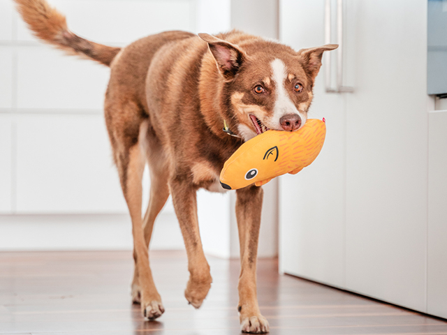 Red Dingo holdbart pungdyr - Billede 5