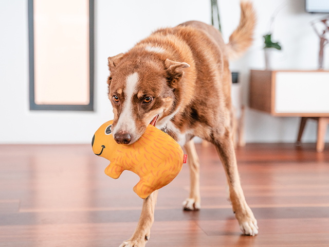 Red dingo durables pungdyr