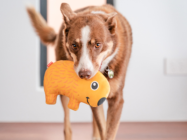 Red dingo durables pungdyr