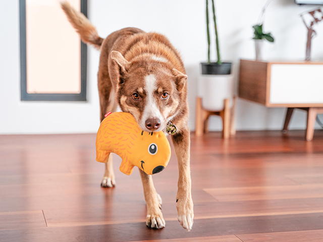 Red dingo durables pungdyr