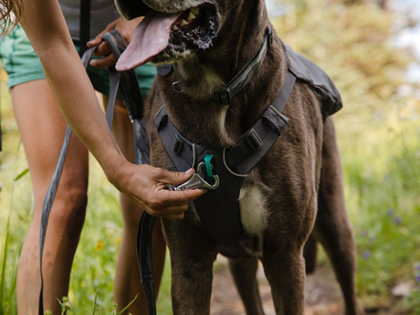 Ruffwear Switchbak sele grå