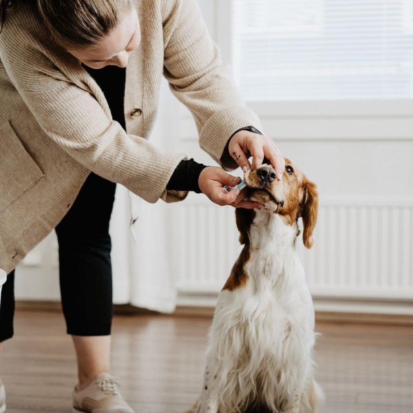 Bellylabs graviditetstest til hunde.