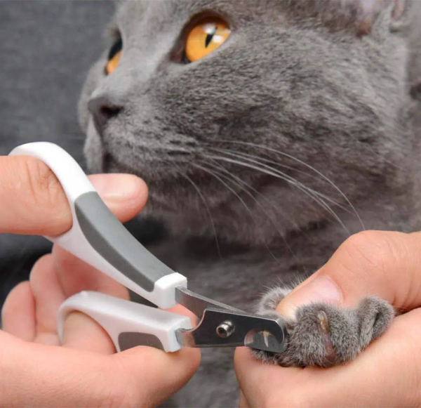 Catit shorthair grooming kit.