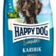 Happy dog sensible Karibik