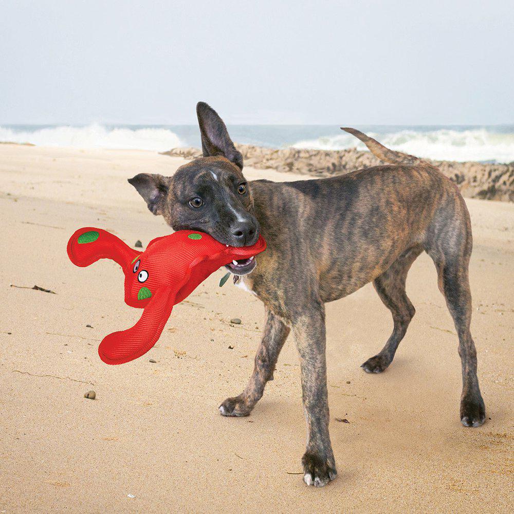 Kong belly flops lobster hundelegetøj.