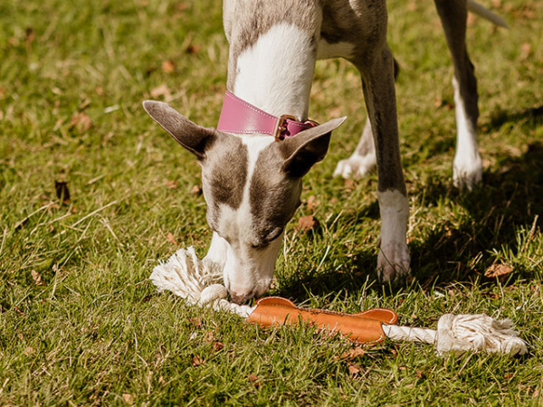 Swaggin tails dog bone hundelegetøj.