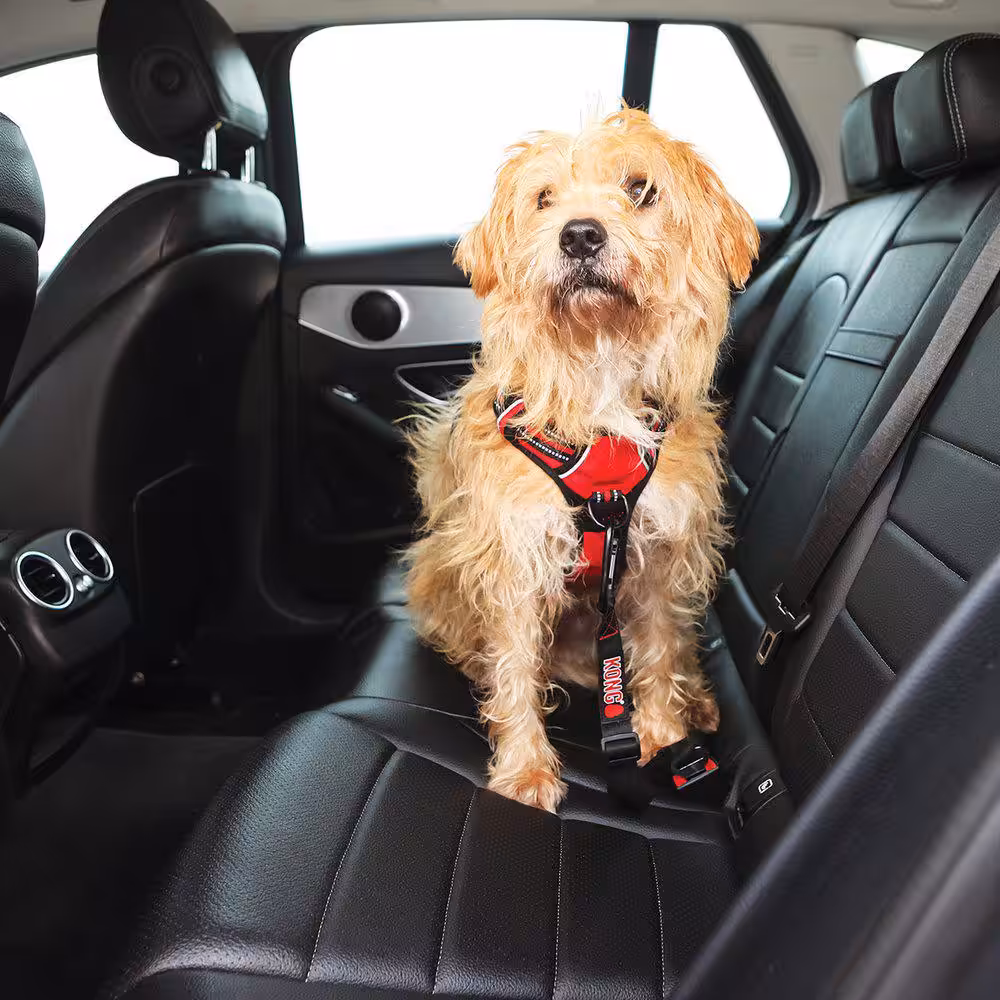 Kong Seat Belt Tether