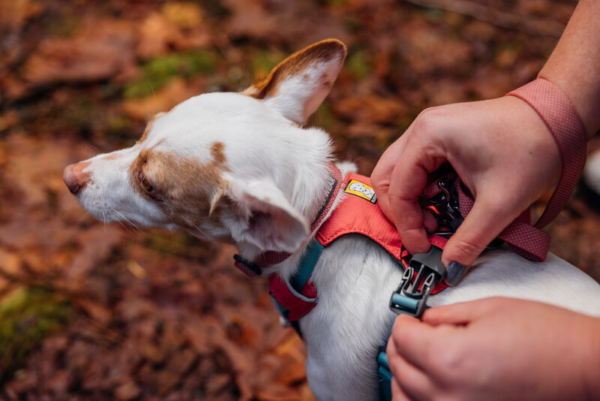 Ruffwear Hi & Light™ sele Salmon Pink