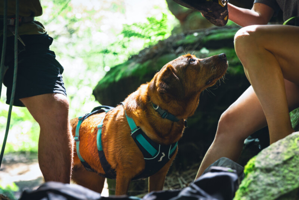 Ruffwear flagline™ sele Basalt Gray