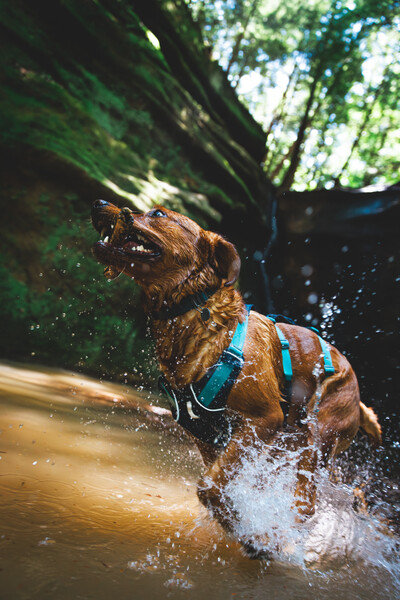 Ruffwear flagline™ sele Basalt Gray