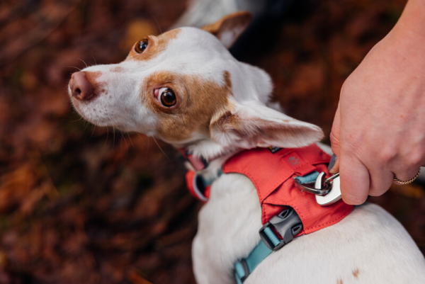 Ruffwear Hi & Light™ sele Salmon Pink