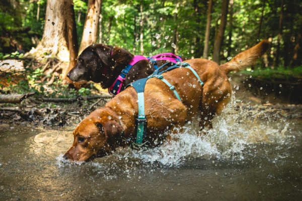 Ruffwear flagline™ sele Basalt Gray