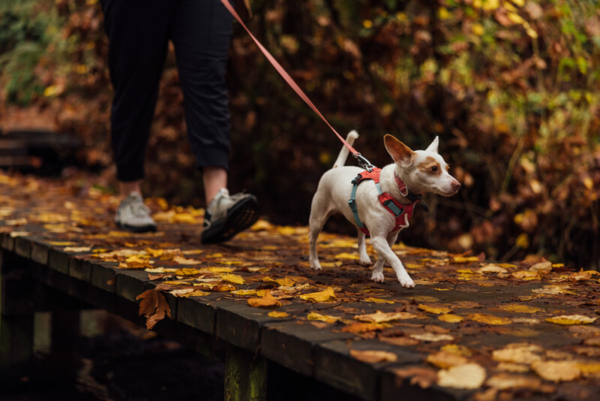 Ruffwear Hi & Light™ sele Salmon Pink